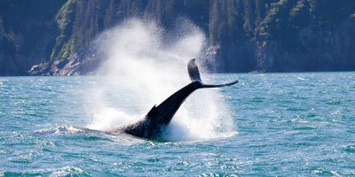 _Alaska Whale